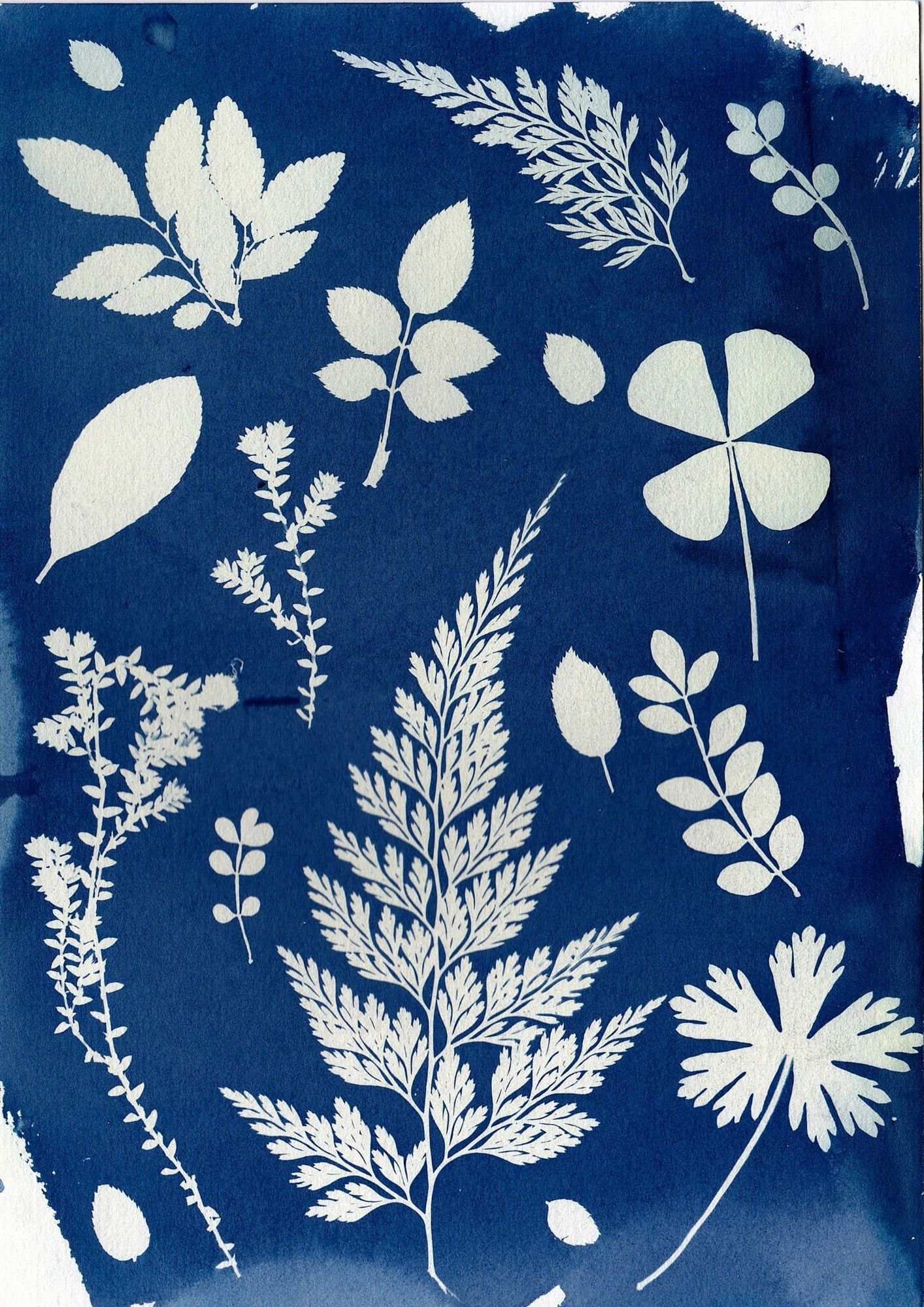 cyanotype